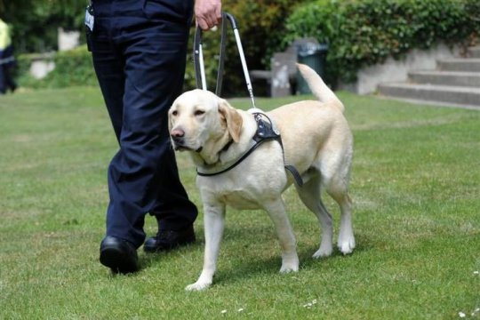 Коли чотирилапий друг стане другом для українських незрячих?